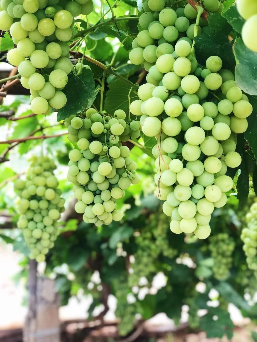 永宁县胜利乡大青葡萄采摘季开始啦