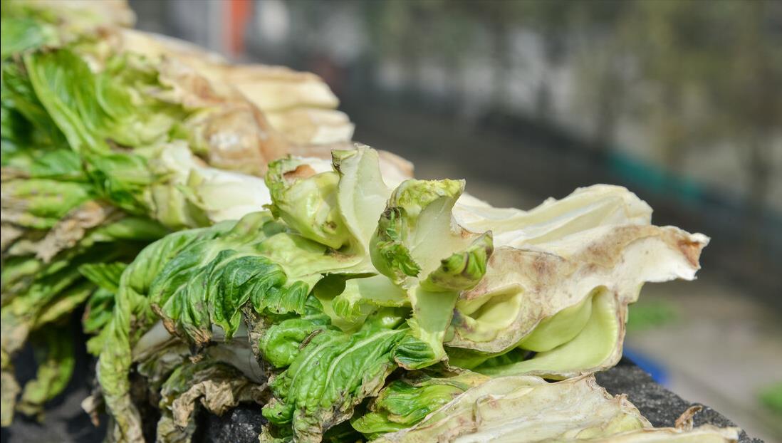 新鲜儿菜吃不完,教你一招保存起来,放一年都不坏,煮火锅特好吃|儿菜