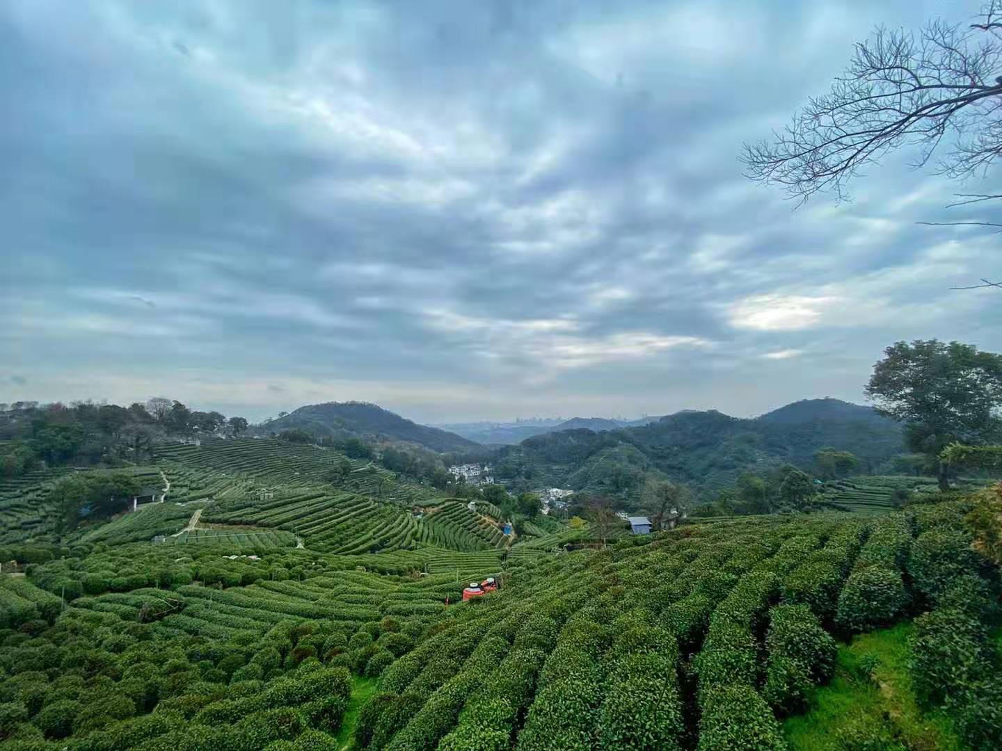 翁家山地处狮峰山脉腹地,自古以来,就是西湖龙井五大字号之首——"狮"