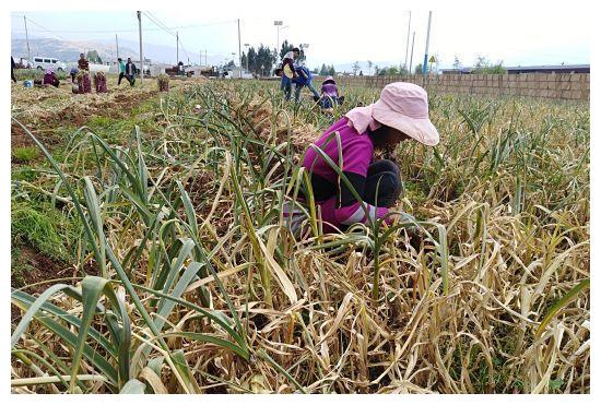 山东新蒜只卖8毛,老蒜零售价却高达6块,为何差别那么大?