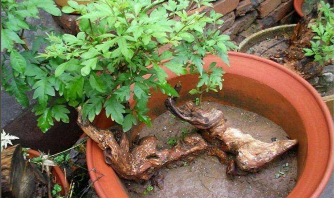 养黄荆盆景上盆前做好几个小细节易成活长势旺盛