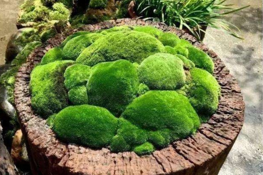 山上找点苔藓植物做成漂亮小盆景绿意盎然充满生机