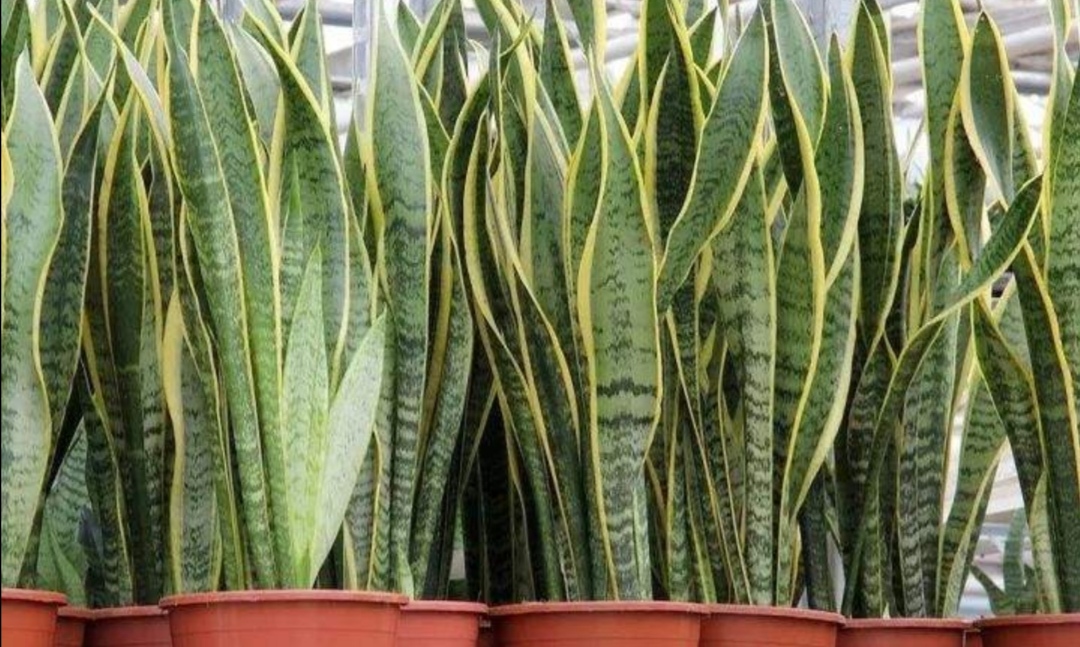 虎皮兰出现2种情况时,需要及时进行分株,植株才能长势更茂盛