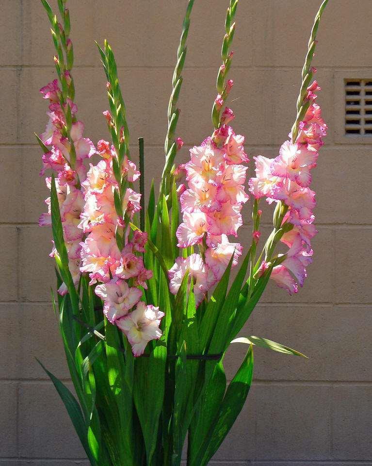 注意这几个小细节,剑兰爆盆无压力,一看就能学会