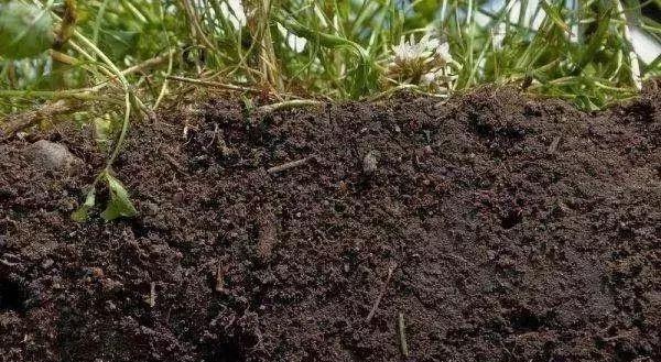 施入土壤中的磷肥都去哪了