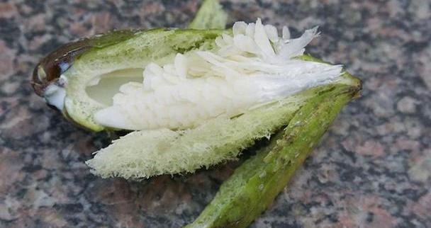 (剥开萝藦子,吃里面那奶白色的果肉)(老了以后的萝藦子,果实里面全是