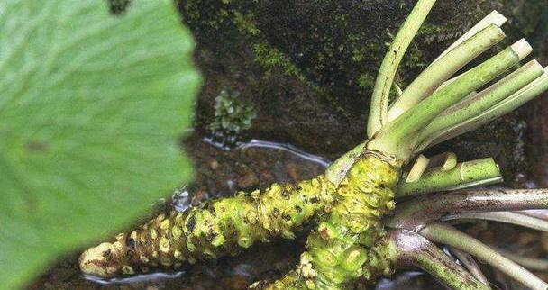 (山里野生的山萮菜)除了牛蒡之外,还有不少类似的蔬菜,其中就有一种