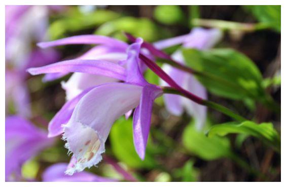 从9月日开始 家养此款花卉 花朵烂漫迷人 花朵迷人