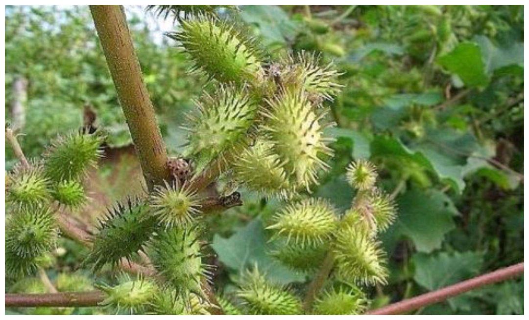 植物刺的类型及作用