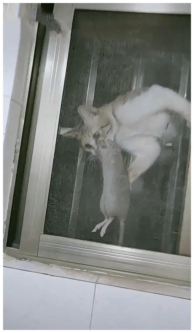 窗户外传来猫咪叫声,女子正要打开,随后只想喝口水压压惊