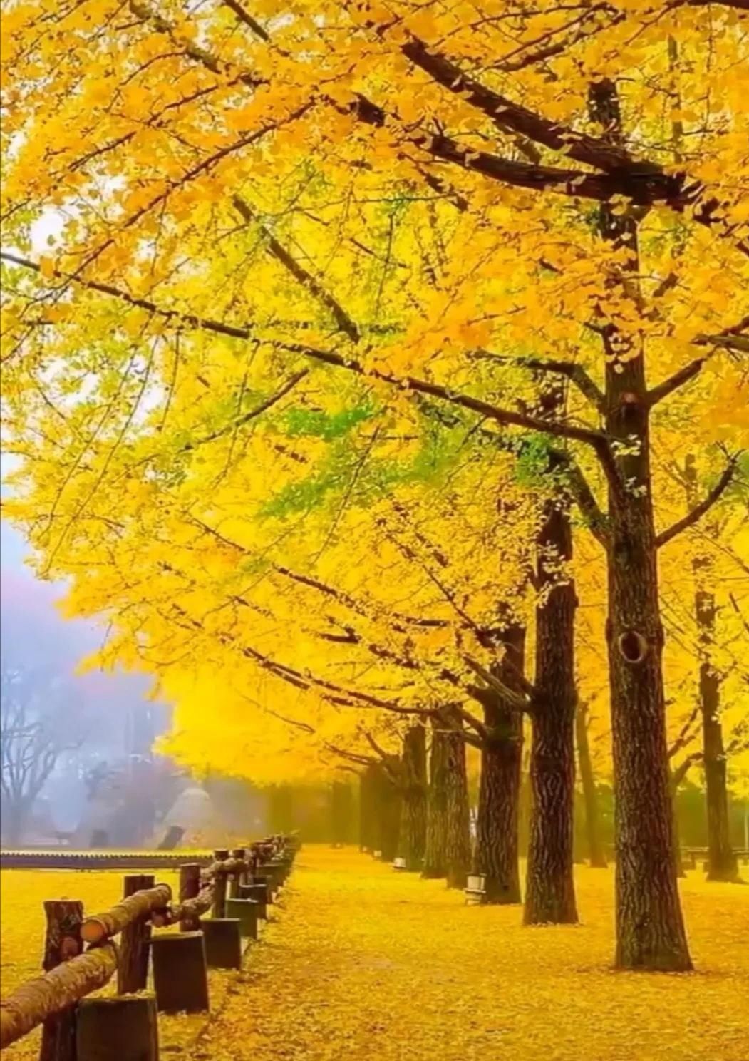 仲秋,大自然给我们的是满满的收获和希望,美景让人窒息