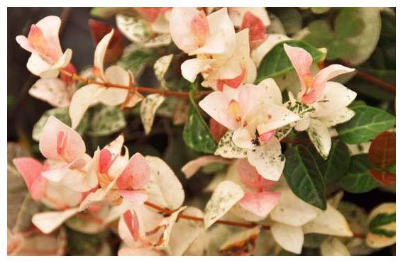 农历8月17日过后 客厅适合养4种花 个个花开爆满盆 美艳动人 络石 太阳花 养护 新浪新闻