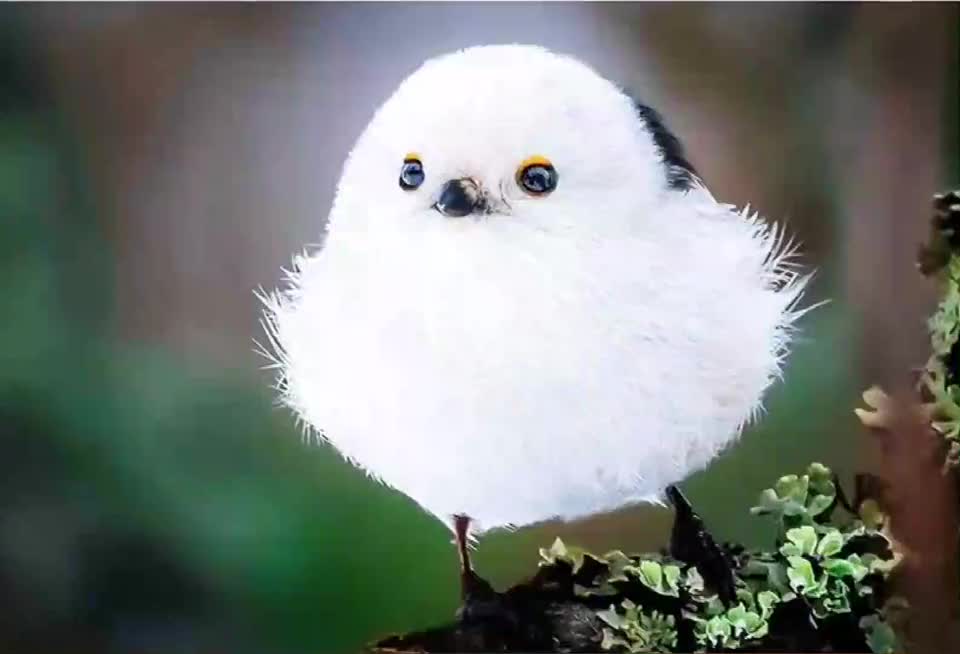 一只小憨鸟,爱上了汽车的电动升降玻璃 .好萌!