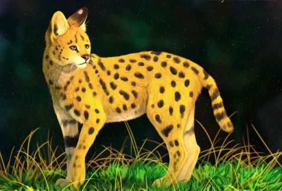 唯美动物插画欣赏:猎豹_高清图集_新浪网