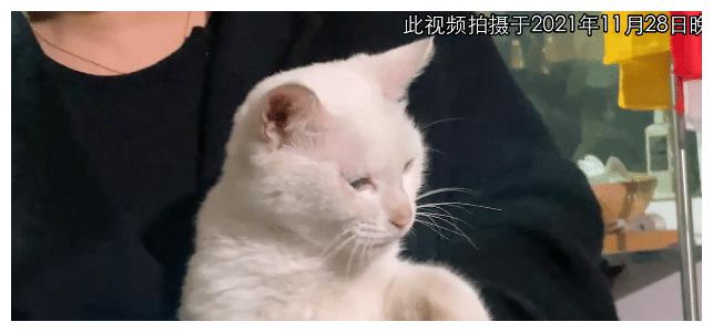 《当家主母》报案,再晒猫咪现状视频,网友质疑公猫下崽科学奇迹休闲区蓝鸢梦想 - Www.slyday.coM 《当家主母》报案,再晒猫咪现状视频,网友质疑公猫下崽科学奇迹休闲区蓝鸢梦想 - Www.slyday.coM