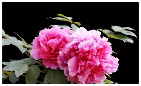 生肖蛇最忌讳什么数字幸运颜色是什么11月要小心什么事情