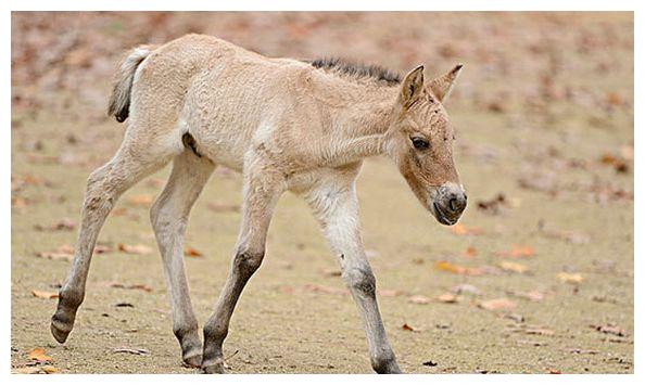 马马马:"驿马"吉星影响,2021好运在门外,多走动!__财经头条