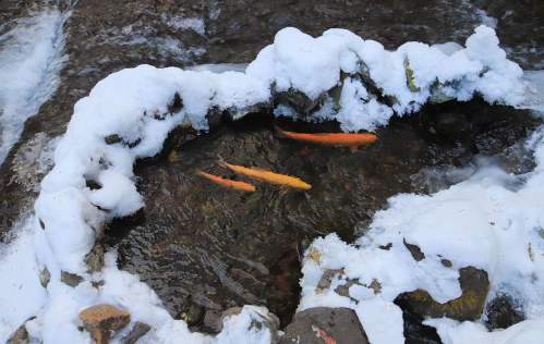 正文  长白山冰水泉位于三道白河河谷中,被称为长白