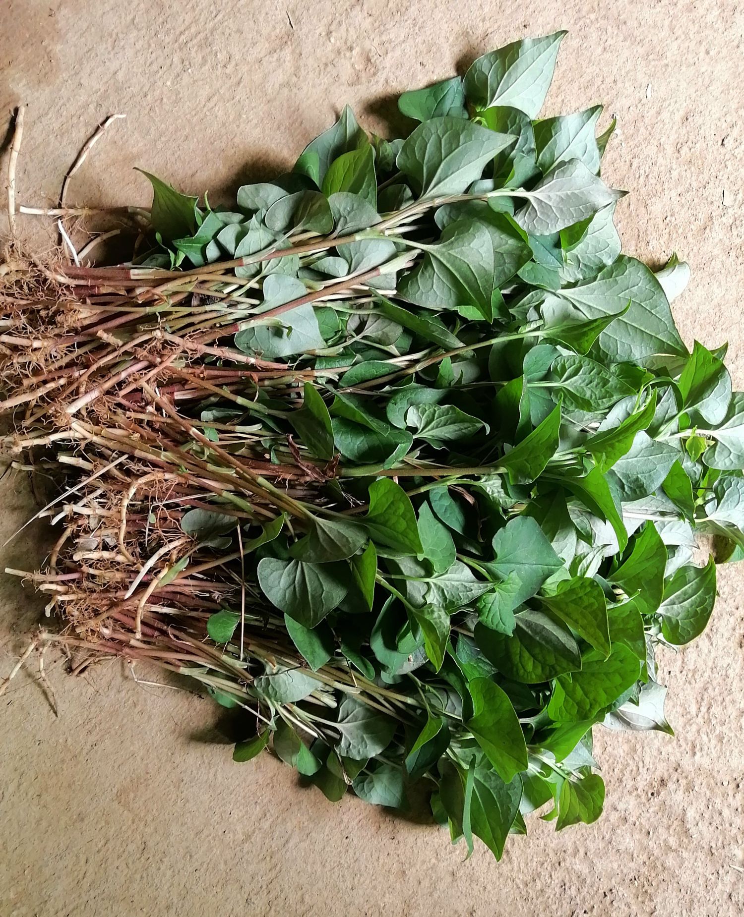 纯天然野生鱼腥草