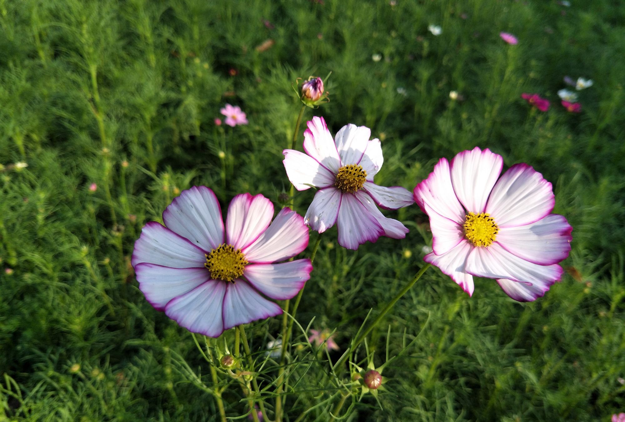 看到的都是朝气蓬勃