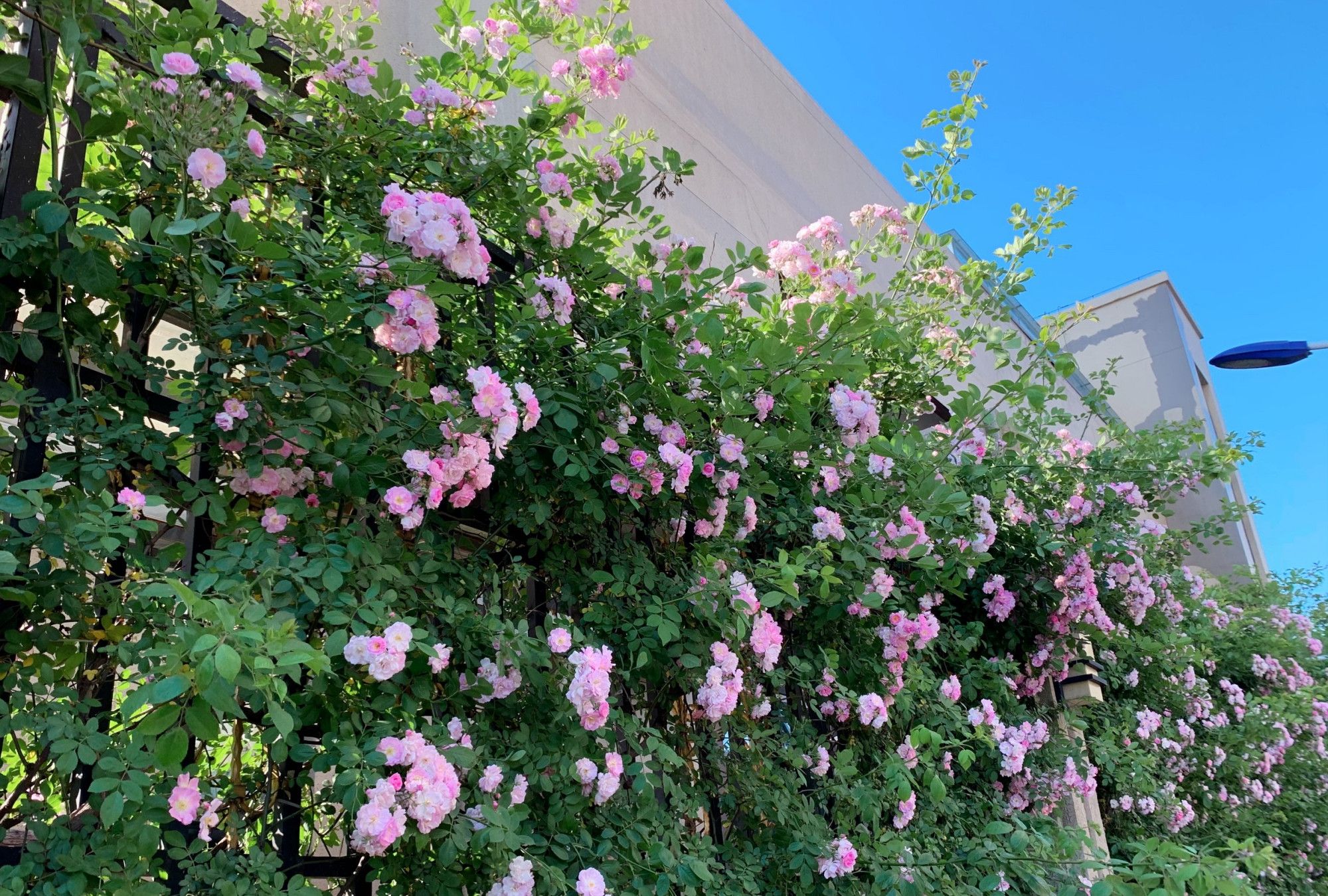 围墙变花墙,蔷薇在微风中摇曳,美的不像话