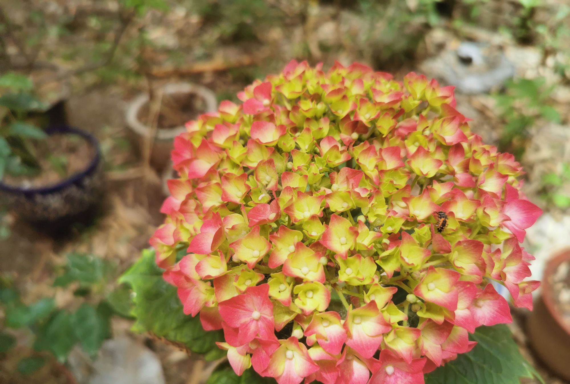 绣球一圈圈红透了