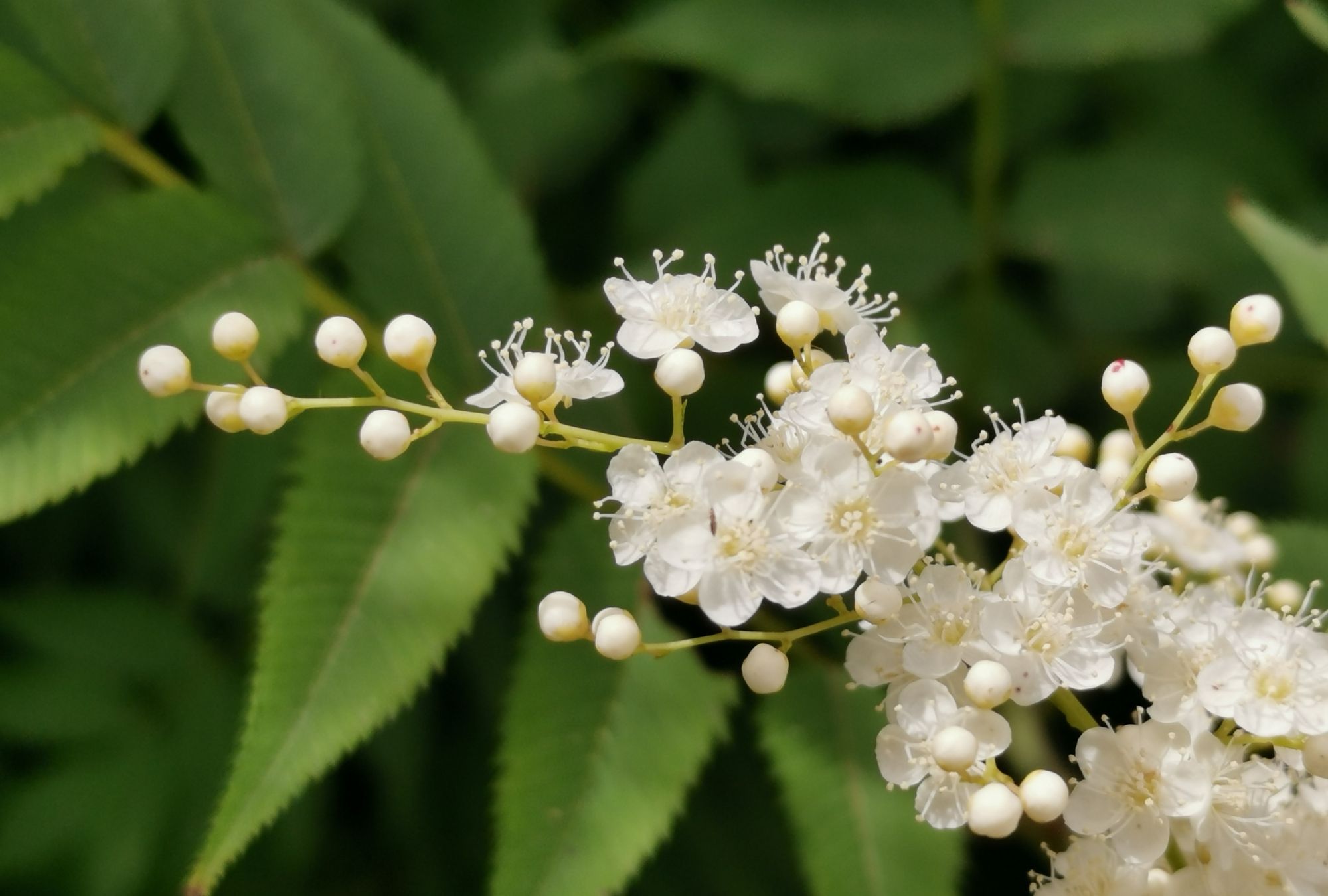 花开盛夏的华北珍珠梅
