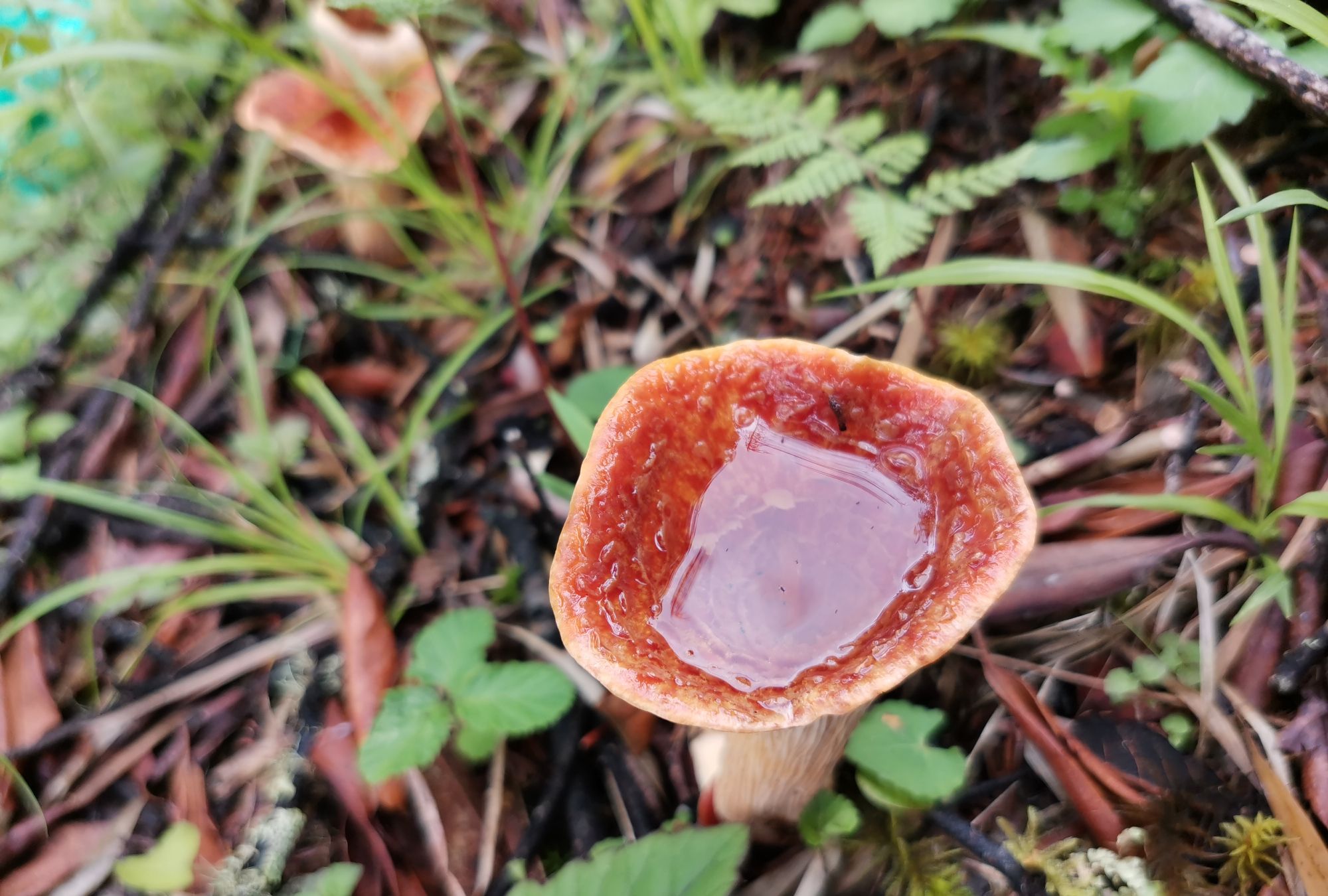 剑川老君山3300米海拔处遇见一片好看的喇叭菌,摘下来就有好几斤