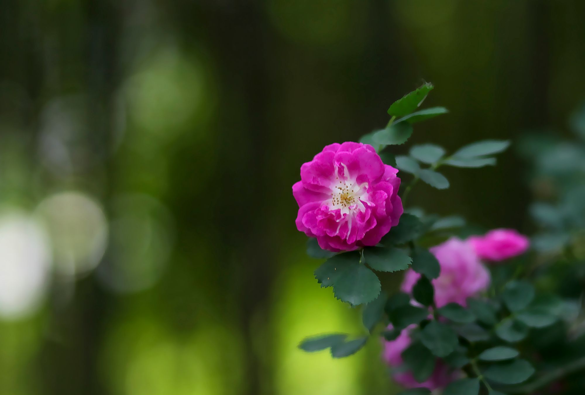 正是蔷薇花盛开时_高清图集_新浪网