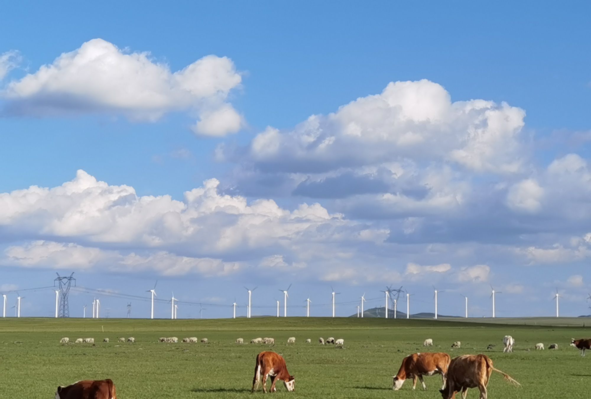 去锡林浩特大草原,看夏季最美的草原风情