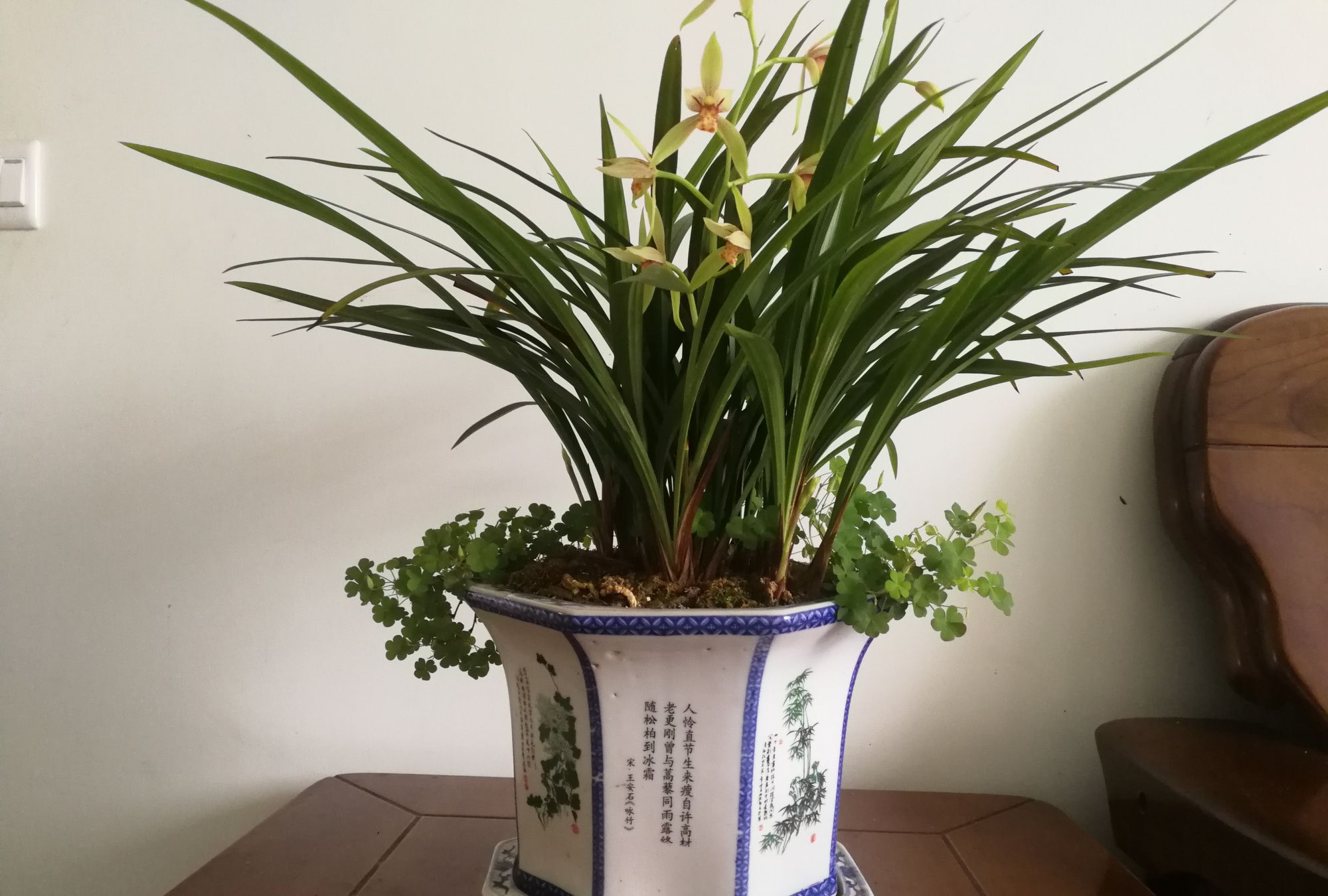 图盆栽兰花掠影