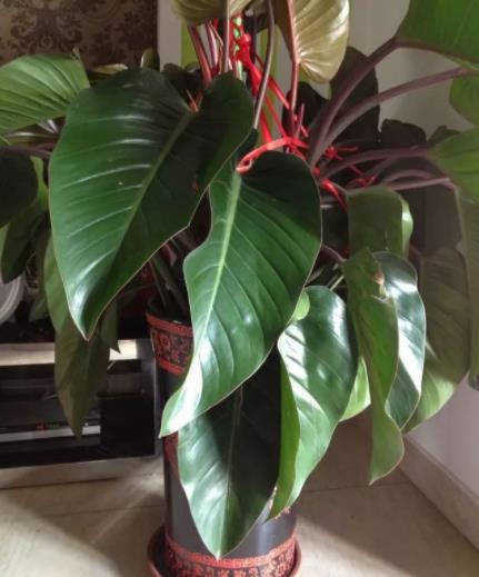 红钻的养殖方法和注意事项有哪些