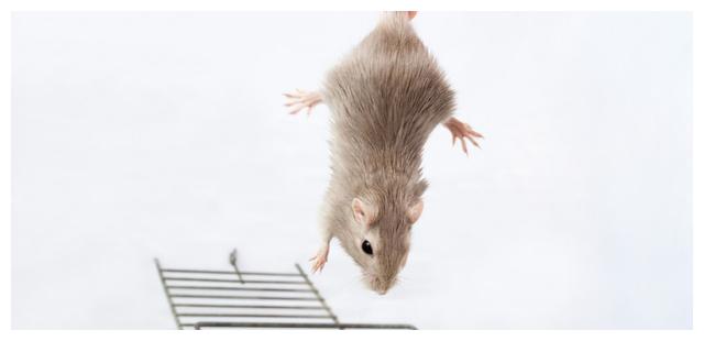 孩子懒惰不全是他的错,"懒鼠"实验告诉你,懒惰真的会"遗传"