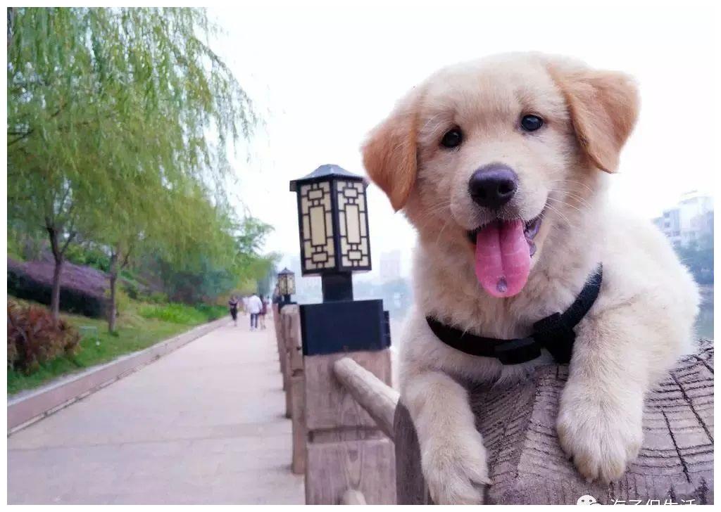 安阳咬人的狗也有一个“咬人”的主人休闲区蓝鸢梦想 - Www.slyday.coM