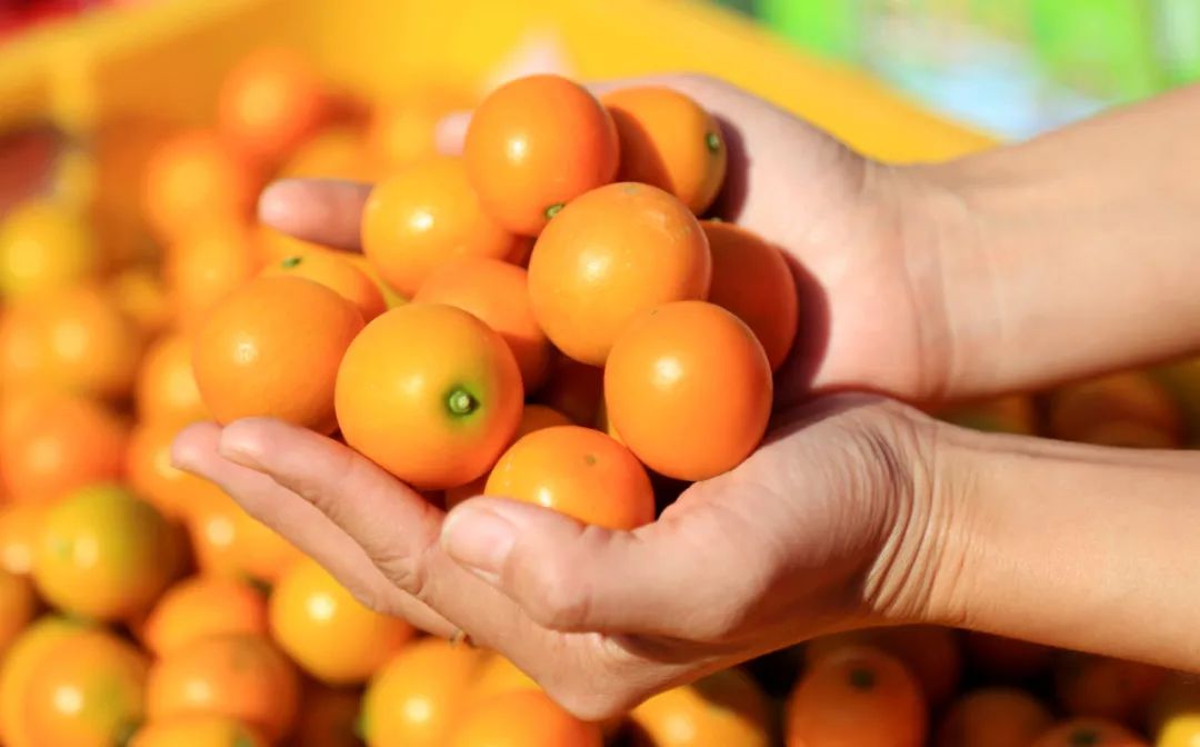 小金桔点亮致富梦 - 广西融安脆蜜金桔 - 实验室设备网