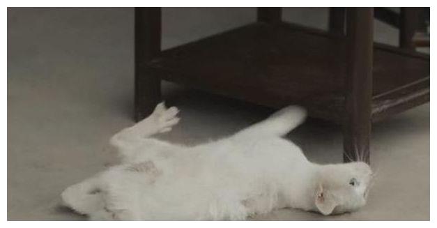 《当家主母》风波升级？群演爆料猫已过世，电击致死当天就埋了休闲区蓝鸢梦想 - Www.slyday.coM