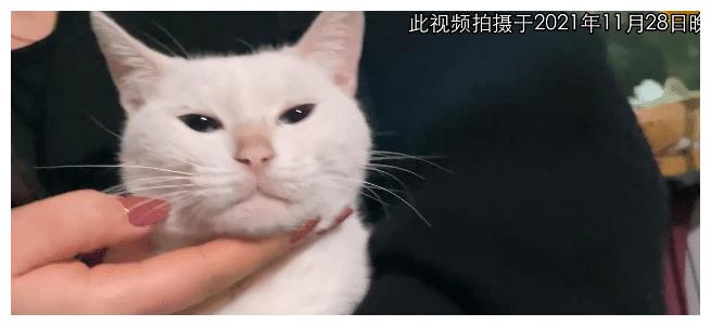 《当家主母》报案,再晒猫咪现状视频,网友质疑公猫下崽科学奇迹休闲区蓝鸢梦想 - Www.slyday.coM 《当家主母》报案,再晒猫咪现状视频,网友质疑公猫下崽科学奇迹休闲区蓝鸢梦想 - Www.slyday.coM