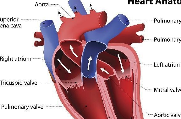 心脏有四个瓣膜,分别是二尖瓣,三尖瓣,肺动脉瓣膜,主动脉瓣膜.