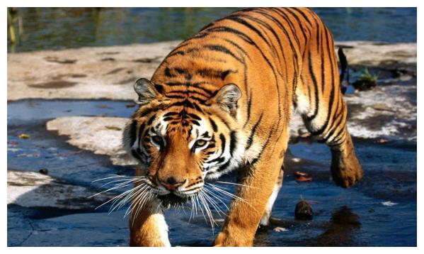 上海供卵中介（老人说的话不假：1974年属虎的人过了46岁后怎么样？属虎人速看！）