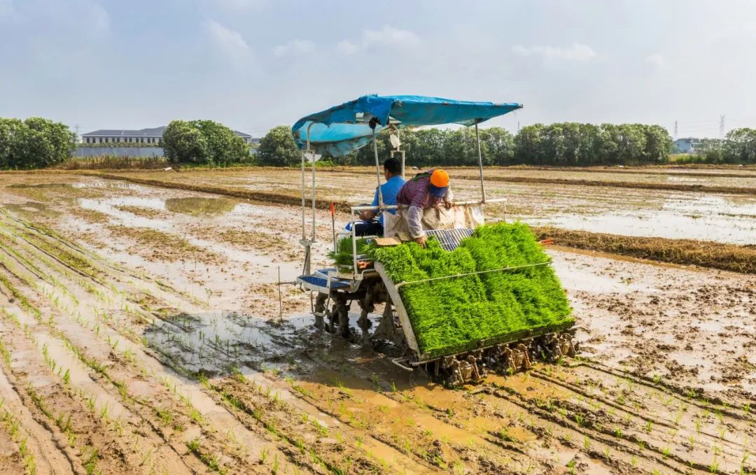 黑龙江种水稻每年都会遇到的困扰,让他下定决心换一种新技术!