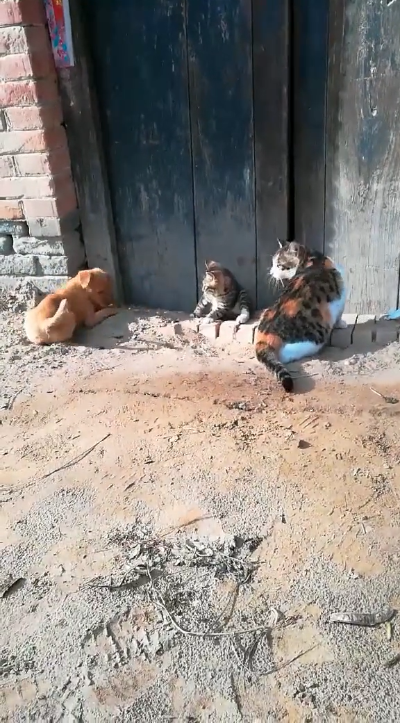 这两只猫和一只狗很好地还原了《情深深雨蒙蒙》