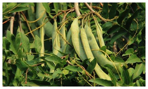 长在树上的大米比普通大米还好吃城里人都不知道