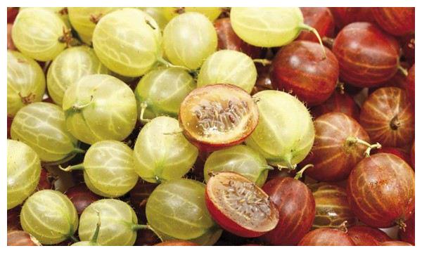 鹅莓南方农村少见的水果外形像灯笼又像小西瓜