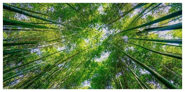 南山竹海——初夏避暑好去处，赏竹海看国宝还能乘坐网红小火车