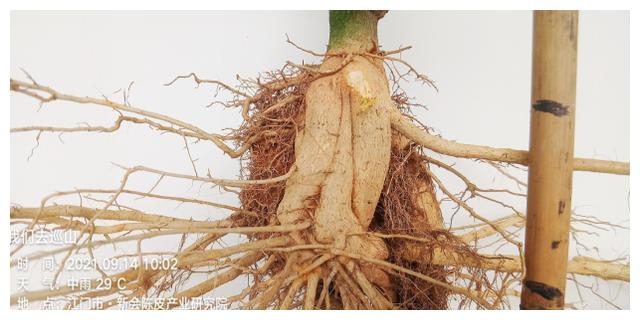 黄龙病橙树的根系解剖