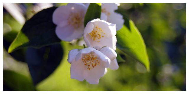 8月10日 日爱情运势 风雨同舟 幸福连线的四大星座 运势 星座 伴侣 新浪新闻