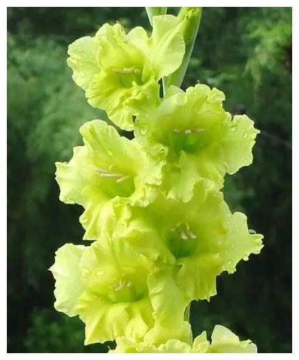 唐菖蒲的花语这么多种 你看上的是哪一种 唐菖蒲 花语 幽会 新浪新闻