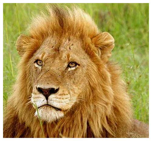 传奇雄狮联盟坏男孩又译黑手党