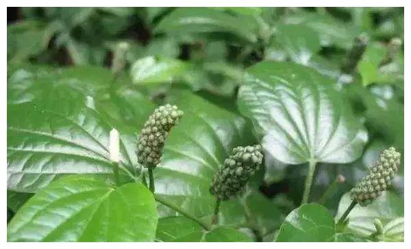 农村常见的蛤蒌叶(假蒌叶),是广东炒田螺必备调料,香味独特
