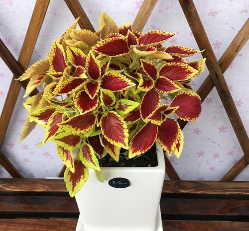 彩叶草叶片色彩鲜艳而丰富盆栽要如何管理呢